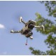 Квадрокоптер DJI Mini 2 с тепловизором MicroThermo MiniCore